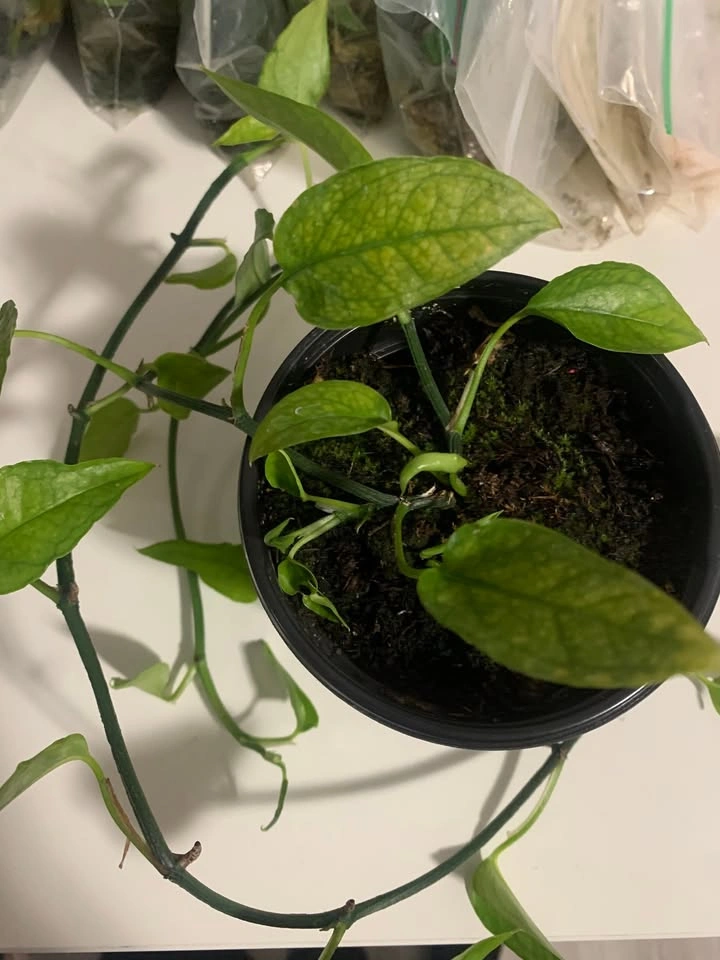 Epipremnum Skeleton Key (Cuttings) - photo 2