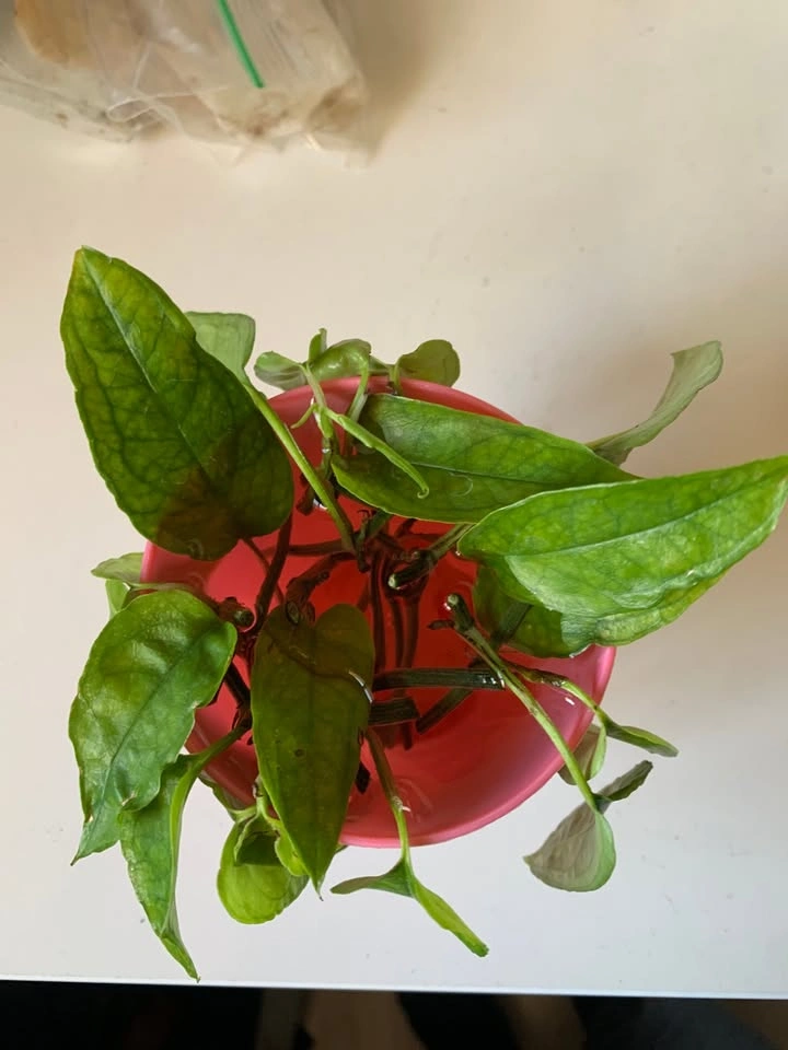 Epipremnum Skeleton Key (Cuttings) - photo 3