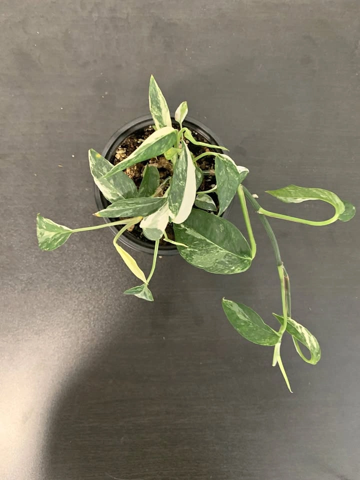 Epipremnum Pinnatum (Pothos) w/ Albo Variegation (Cuttings)