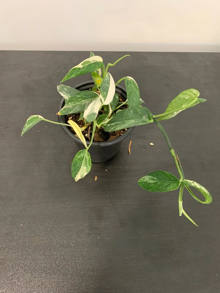 Epipremnum Pinnatum (Pothos) w/ Albo Variegation (Cuttings) - photo 2
