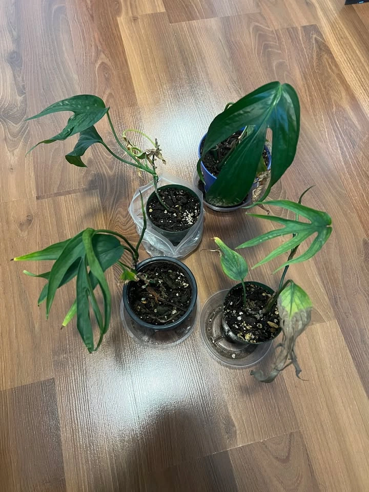 Amydrium Zippelianum Pots