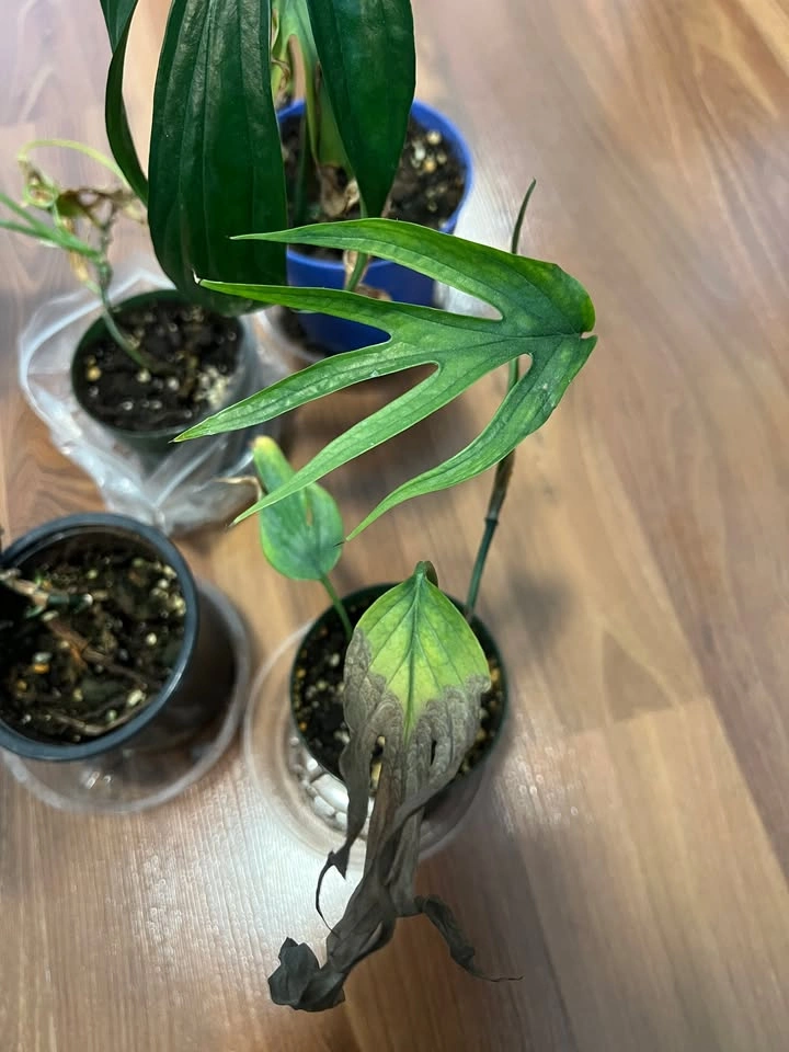 Amydrium Zippelianum Pots - photo 2