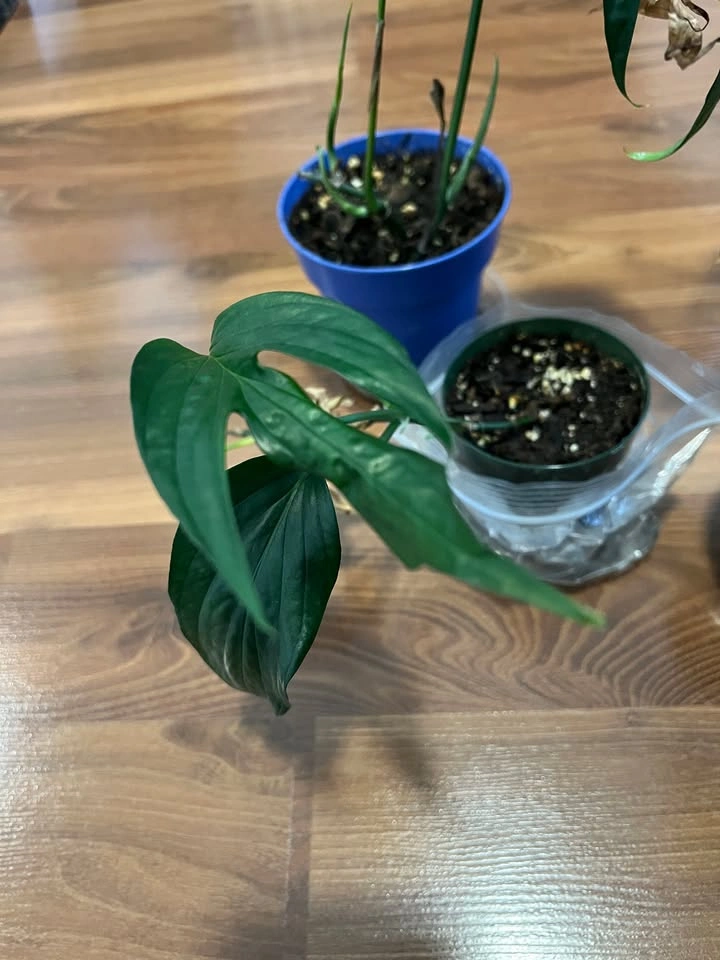 Amydrium Zippelianum Pots - photo 3