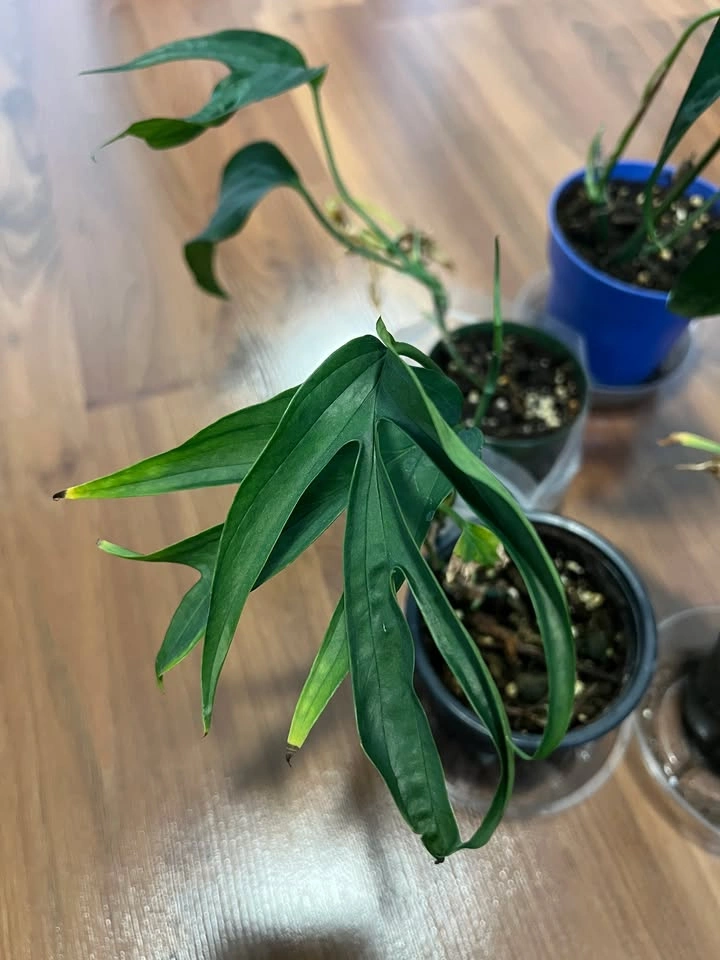 Amydrium Zippelianum Pots - photo 4