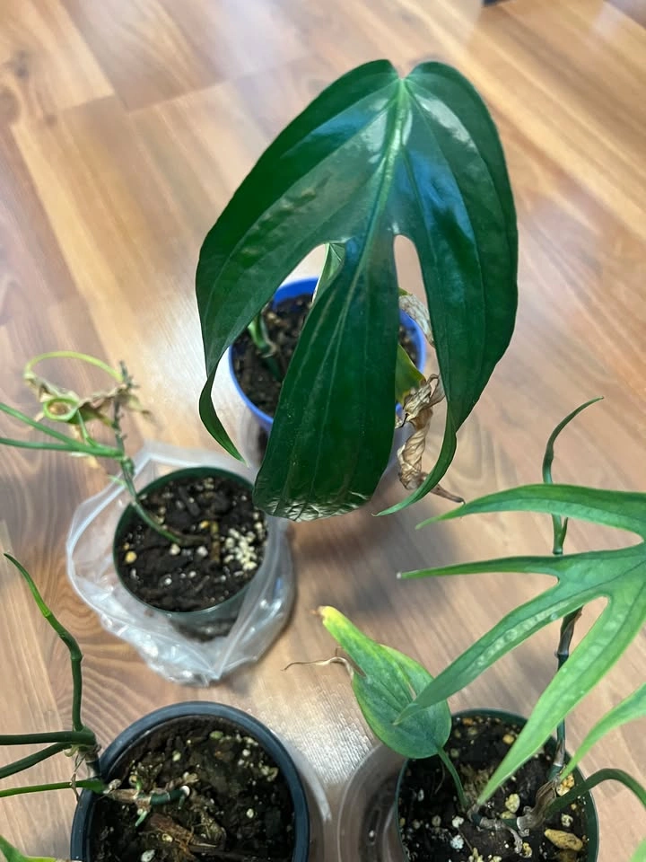Amydrium Zippelianum Pots - photo 5