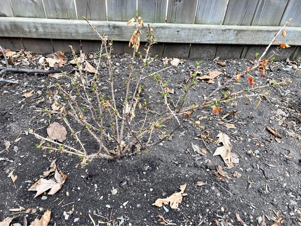 Gooseberry Plants