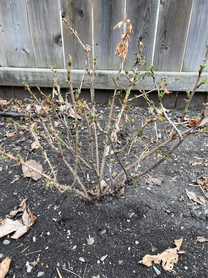 Gooseberry Plants - photo 2