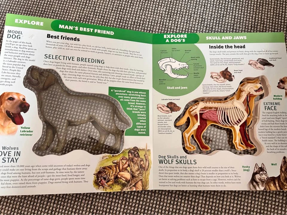 Bundle of 3 Interactive Anatomy Books - photo 3
