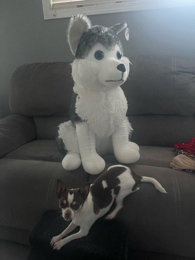 Caravan Softoys Husky 30 inch tall !! - photo 2