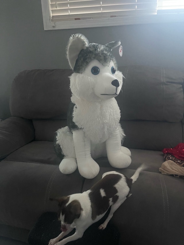 Caravan Softoys Husky 30 inch tall !! - photo 3