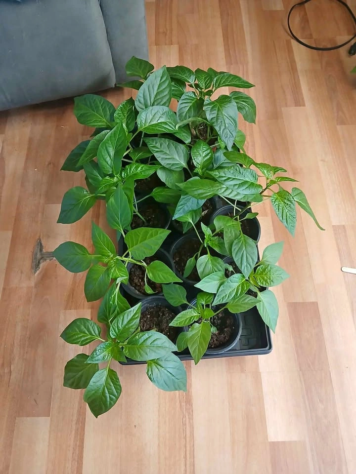 Bell Pepper & Cherry Tomato Plants