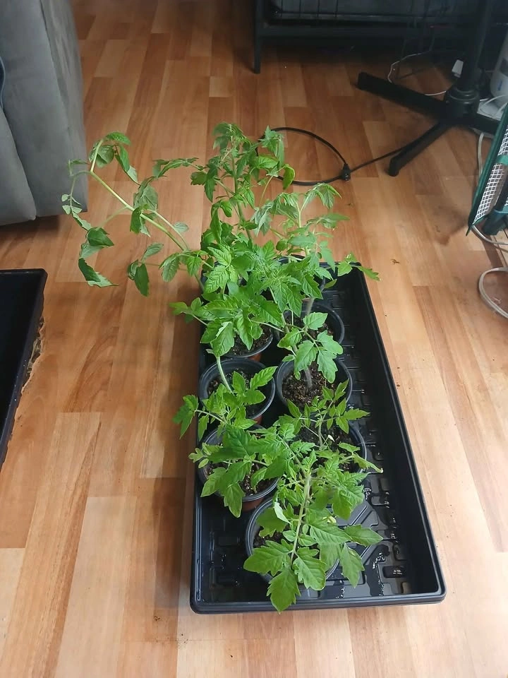Bell Pepper & Cherry Tomato Plants - photo 2