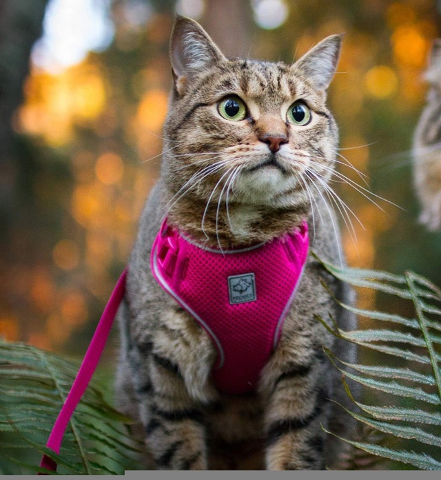 RC Pet Products Adventure Kitty Harness - photo 2