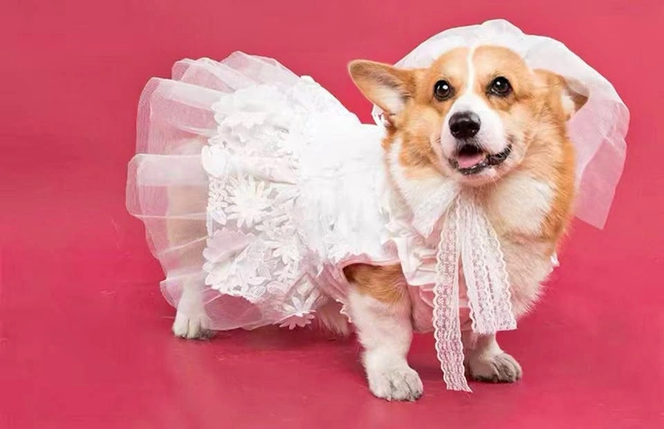 White Lace Dog Brides Maid Dress w/ Veil