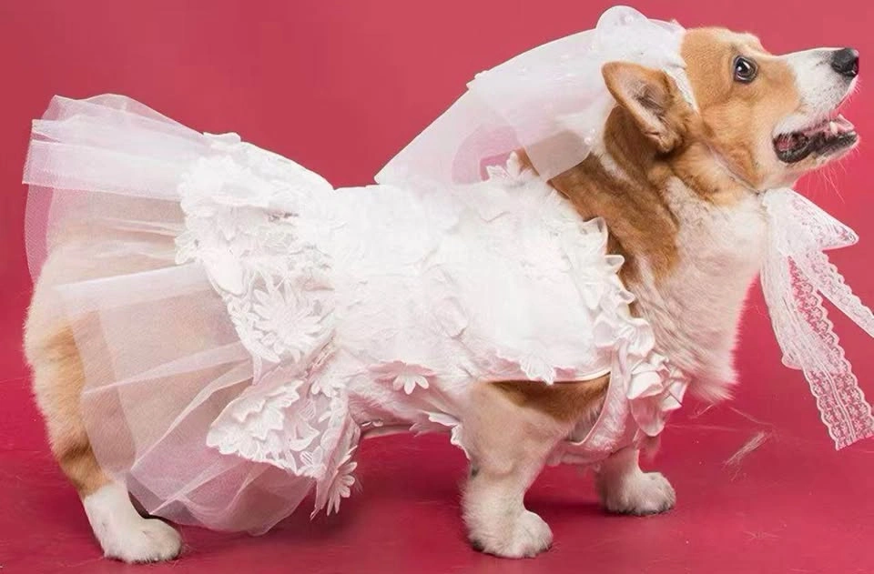 White Lace Dog Brides Maid Dress w/ Veil - photo 2