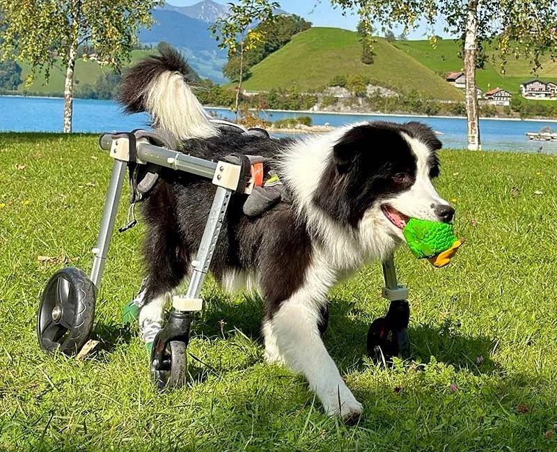 Brand New Dog Wheelchair (XL: 25-40Kg) – 4 Wheels Full Support - photo 2