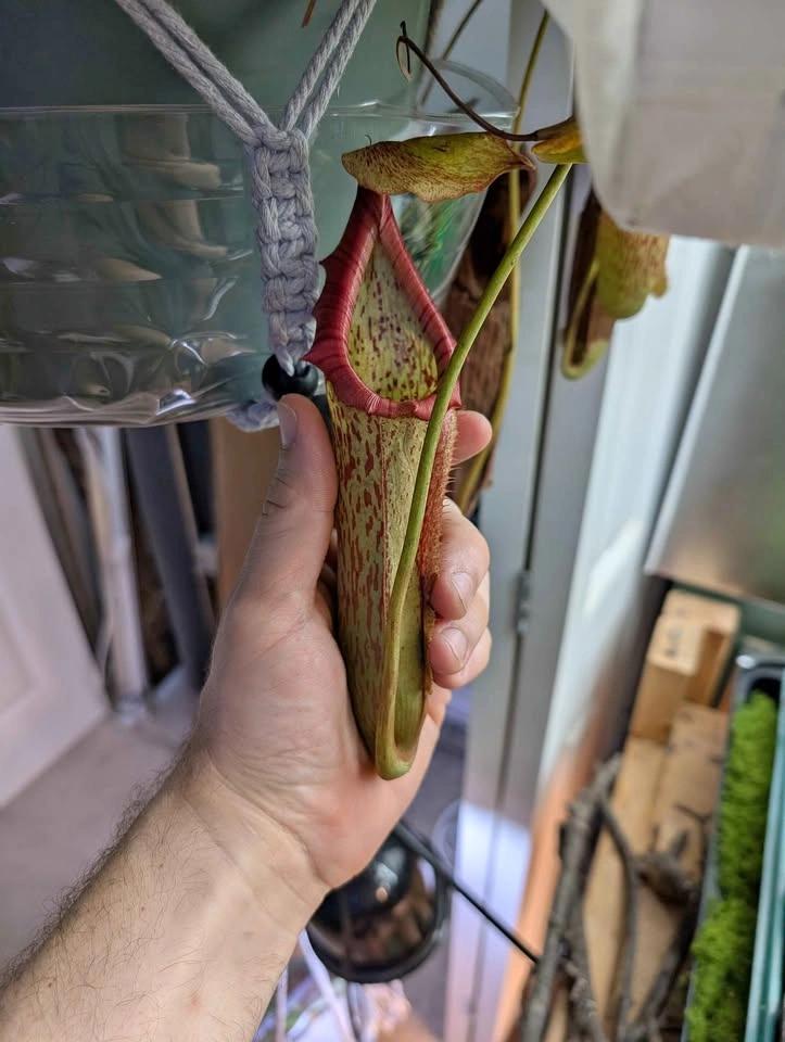 Giant Carnivorous Pitcher Plant (Miranda)