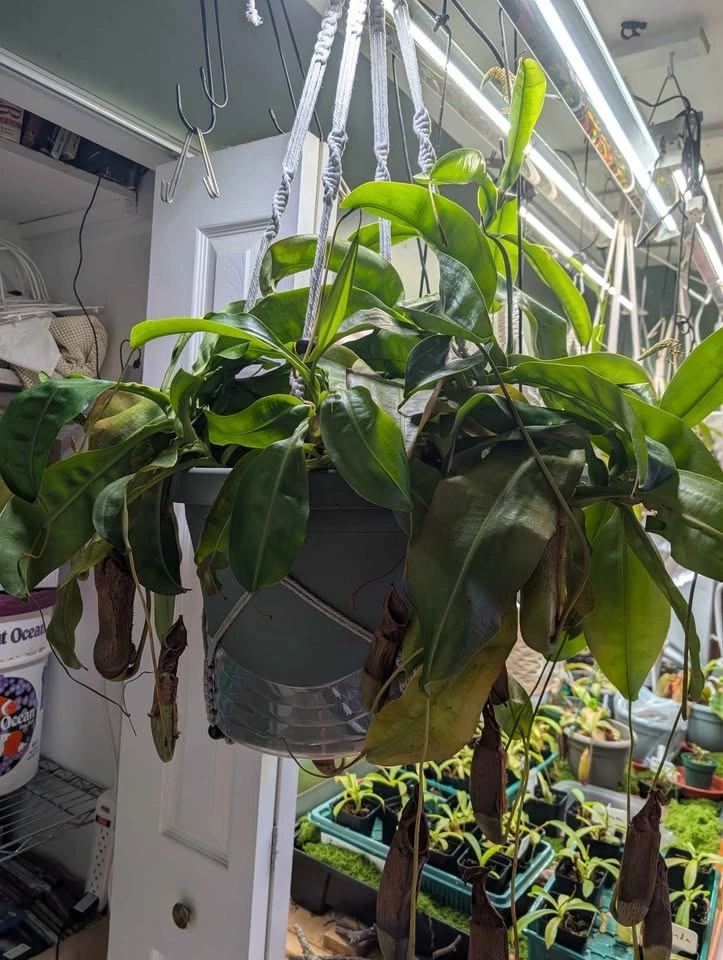 Giant Carnivorous Pitcher Plant (Miranda) - photo 2