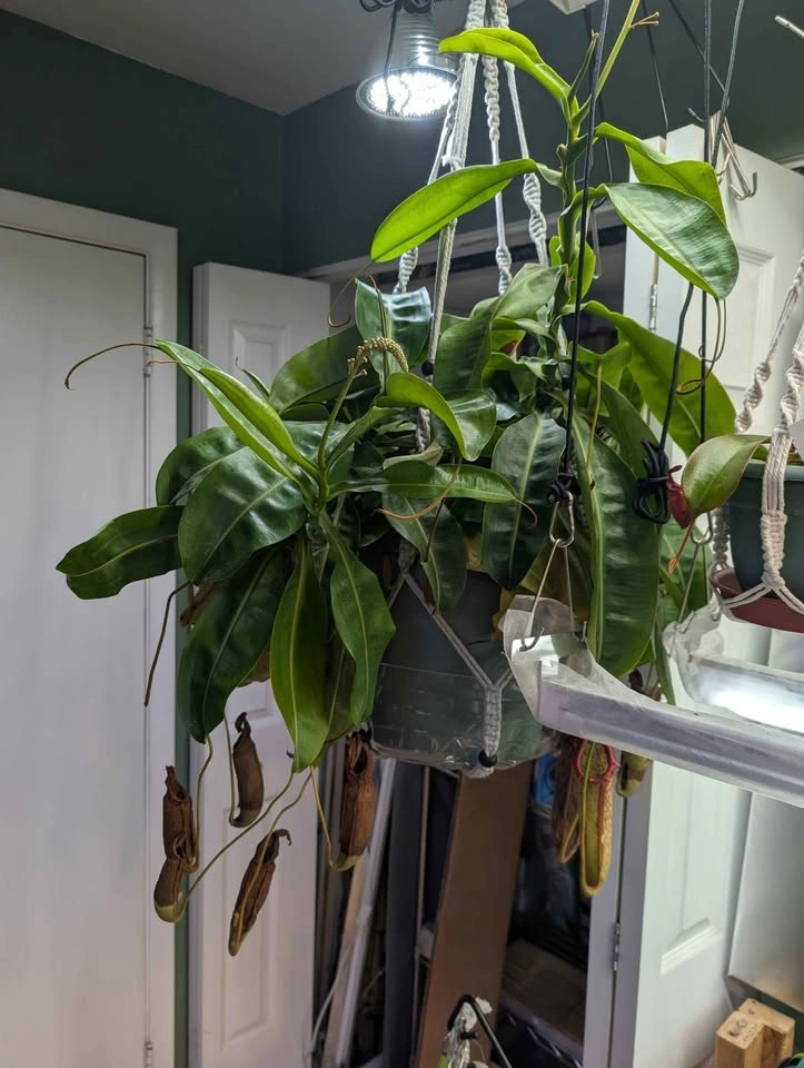Giant Carnivorous Pitcher Plant (Miranda) - photo 3