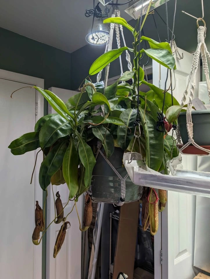 Giant Carnivorous Pitcher Plant (Miranda) - photo 4