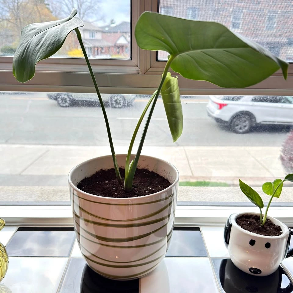 Monstera Plant w/ Ceramic Pot🪴