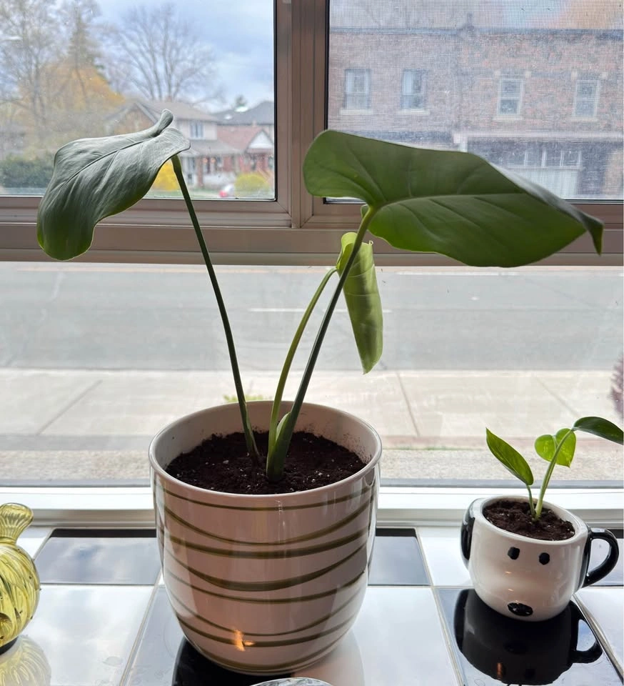 Monstera Plant w/ Ceramic Pot🪴 - photo 2