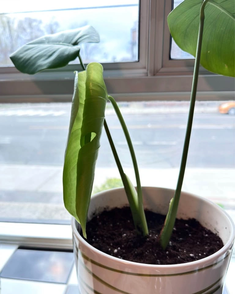 Monstera Plant w/ Ceramic Pot🪴 - photo 3