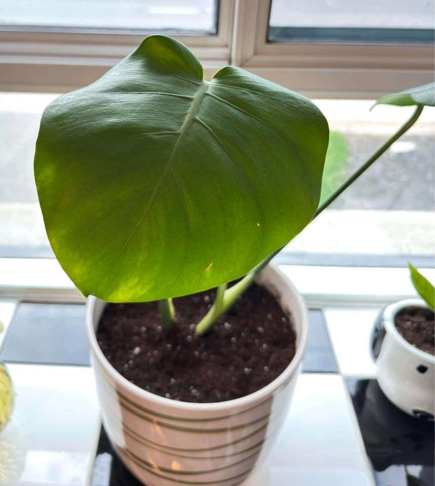 Monstera Plant w/ Ceramic Pot🪴 - photo 4
