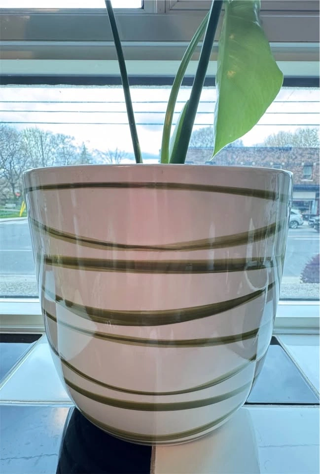 Monstera Plant w/ Ceramic Pot🪴 - photo 5