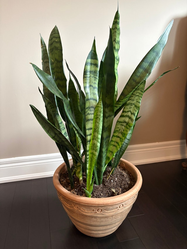 Snake Plant in Italian Terra Cotta Planter – 32” Tall