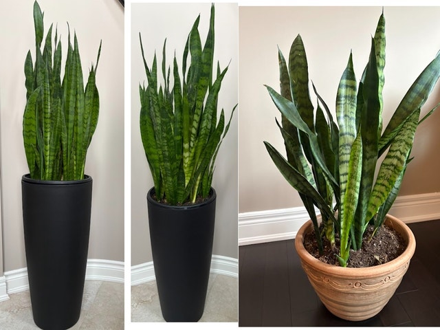 Snake Plant in Italian Terra Cotta Planter – 32” Tall - photo 2
