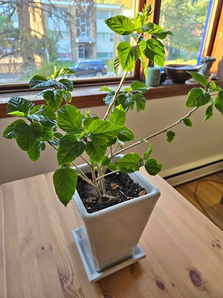 Beautiful Hibiscus Plant thumbnail