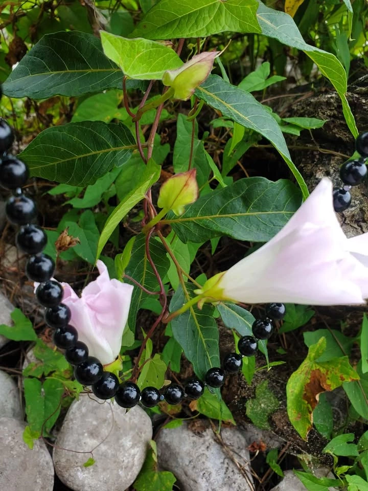 Handmade Black Tourmaline Obsidian Necklace Silver Clasp - photo 2