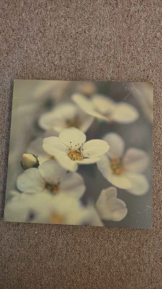 Two Cherry Blossom Wall Arts - photo 4