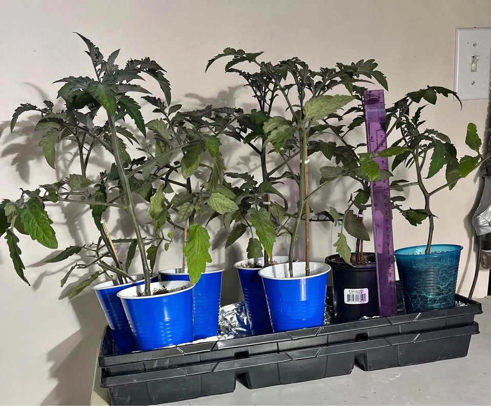 Sweet Gold Tomato Plants