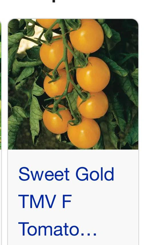 Sweet Gold Tomato Plants - photo 2