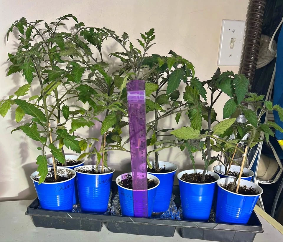 Red Cherry Tomato Plants