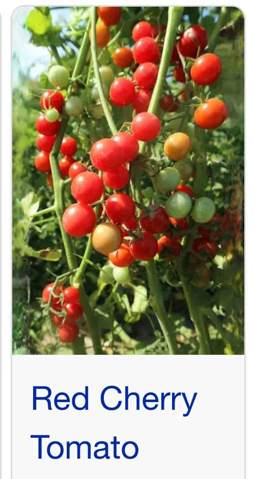 Red Cherry Tomato Plants - photo 2