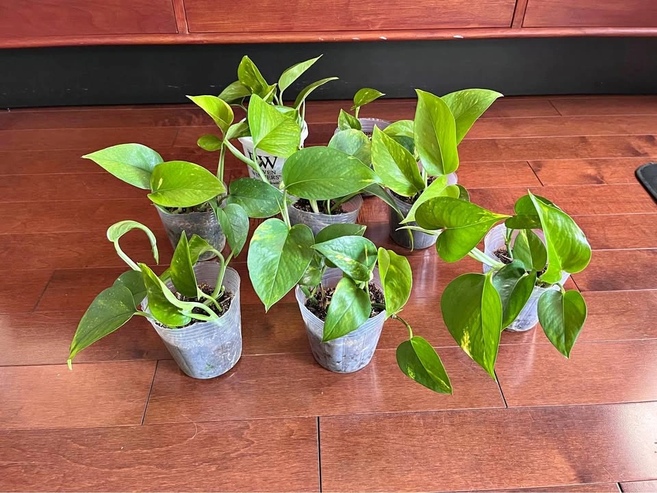 $5 - Pothos plants (4 inch pot)