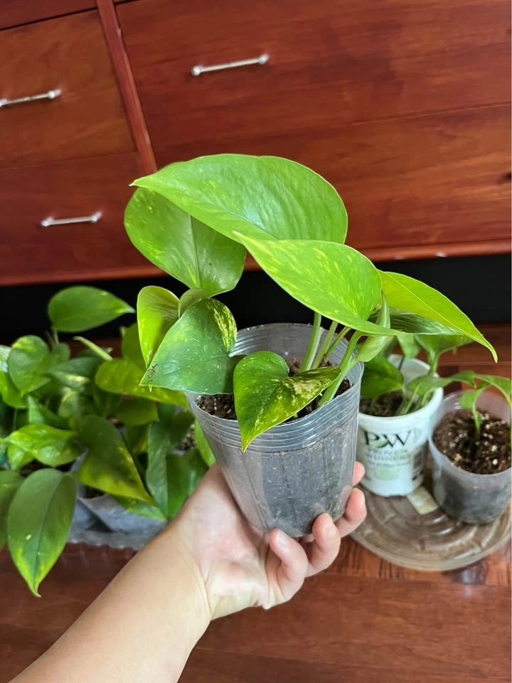$5 - Pothos plants (4 inch pot) - photo 2