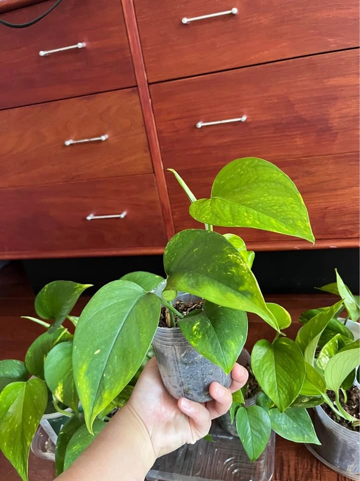 $5 - Pothos plants (4 inch pot) - photo 3