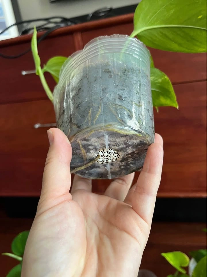 $5 - Pothos plants (4 inch pot) - photo 4