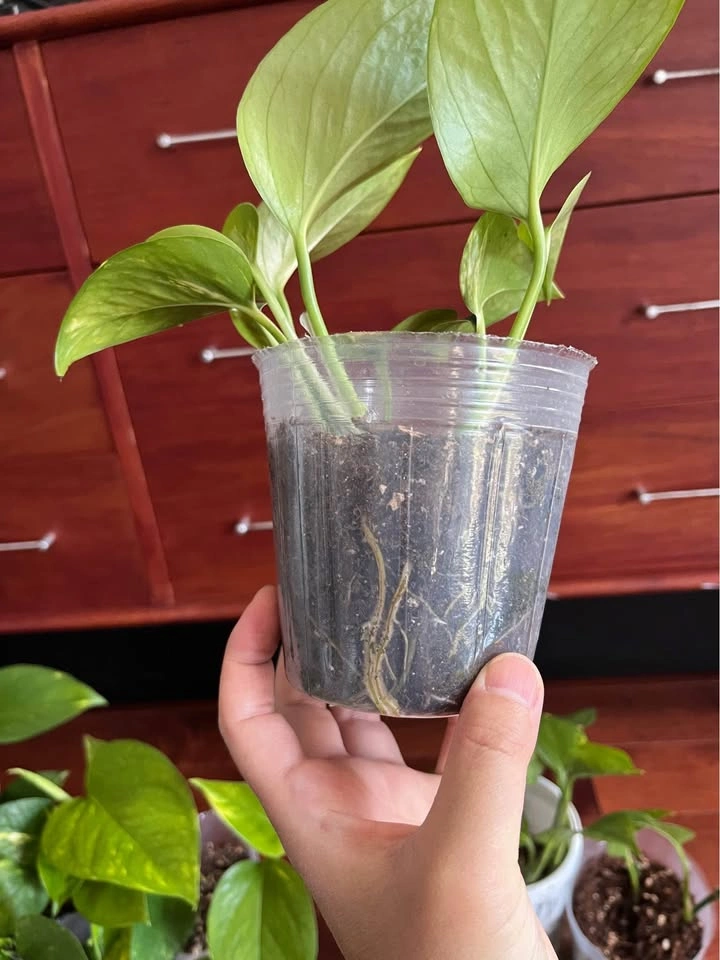 $5 - Pothos plants (4 inch pot) - photo 5