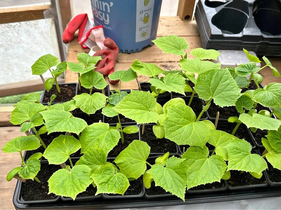 Cucumber plants for sale