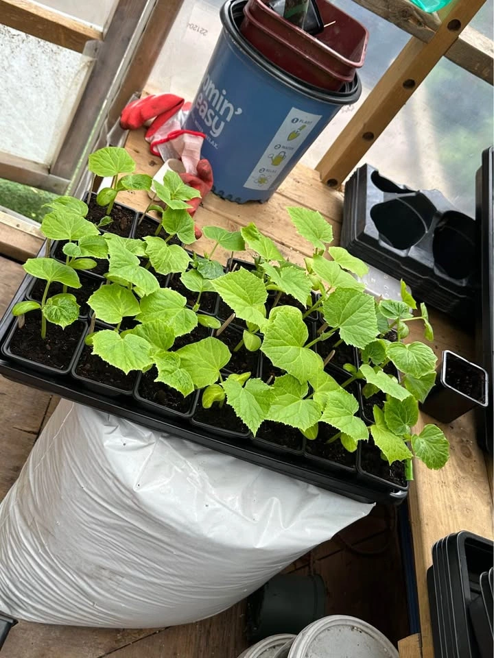 Cucumber plants for sale - photo 2