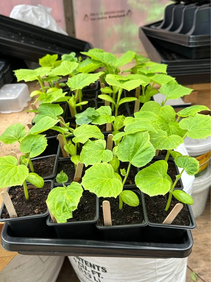 Cucumber plants for sale - photo 3