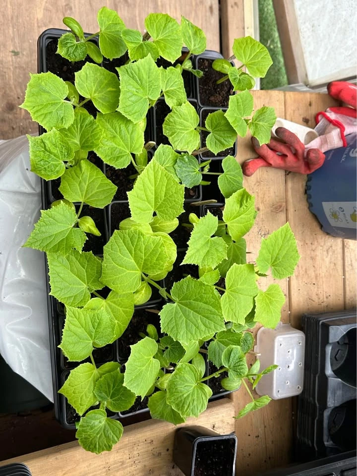 Cucumber plants for sale - photo 4