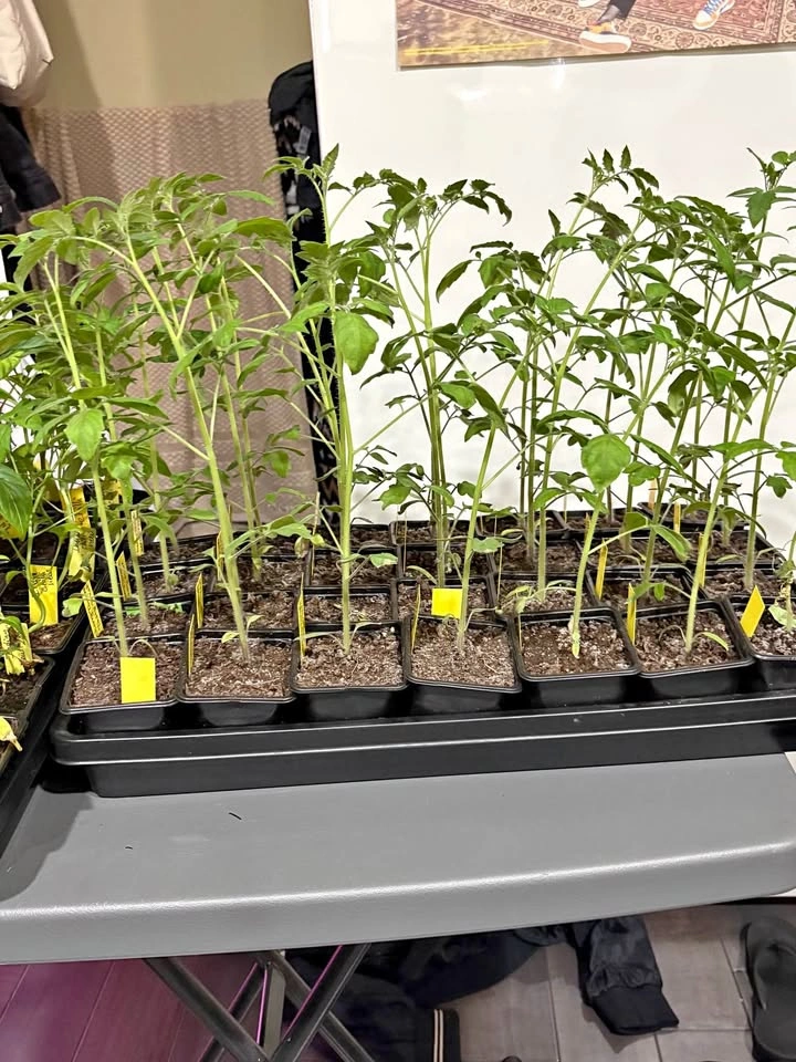 Tomatoes plant