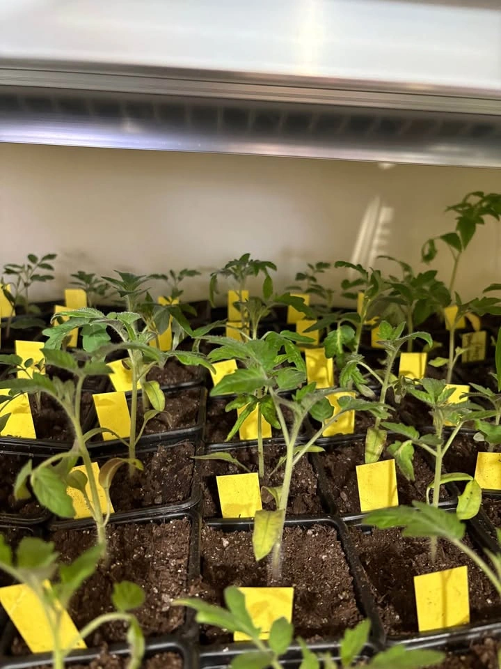 Tomatoes plant - photo 2
