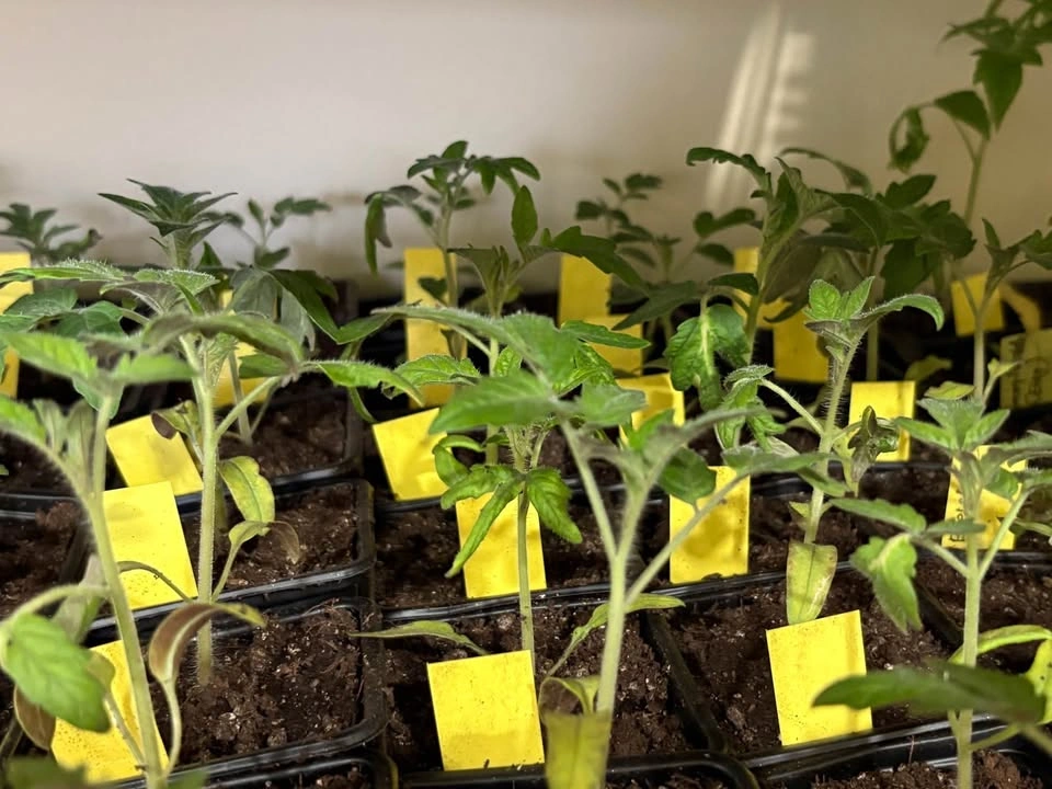Tomatoes plant - photo 3